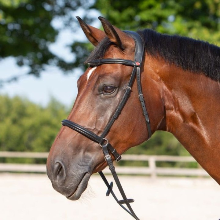 3141-kieffer-ultrasoft-kendra-horse-0-082ff39a.jpg