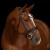 3171_elli_brown_horse_1_web.jpg