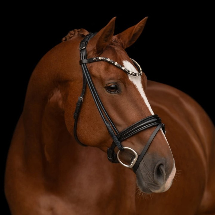 3171_elli_brown_horse_1_web.jpg
