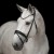 3171_elli_white_horse_1_web.jpg