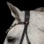 3171_elli_white_horse_3_web.jpg
