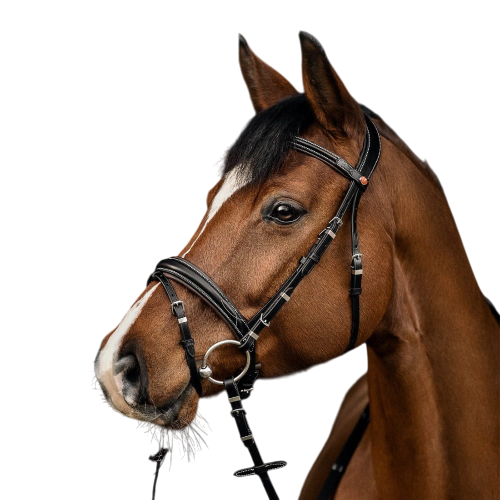 3138-vera-new.png
