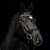 1324-364_comfort_paris_black_blackpatentleather_greycrystals_horse_1_shop.webp