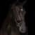 1249-3165_grace_horse_1_shop_3f390c63-8cb7-49c4-b41b-1d445843c0c3.webp