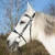 1288-326_isabella_black_chrome_horse_1_shop.webp