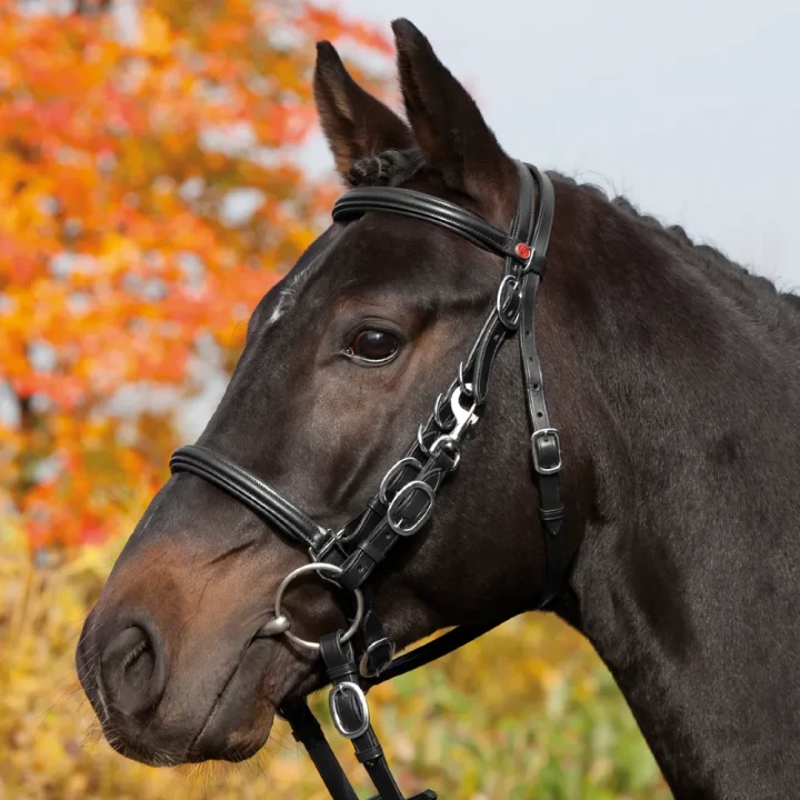 1108-227_kieffers_trail_black_horse_1_shop.webp