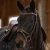 1259-3166_palmanova_chestnut_horse_1_shop.webp