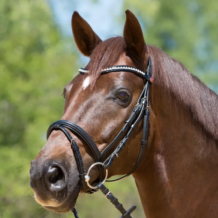 1482-3132_lea_horse_1_shop.webp