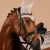 1229-3162_kieffer_ultrasoft_gaya_black_horse_1_shop.webp