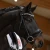 1279-3167_lina_horse_1_shop.webp
