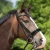 616-360_paris_black_grey_crystals_horse_1_shop.webp