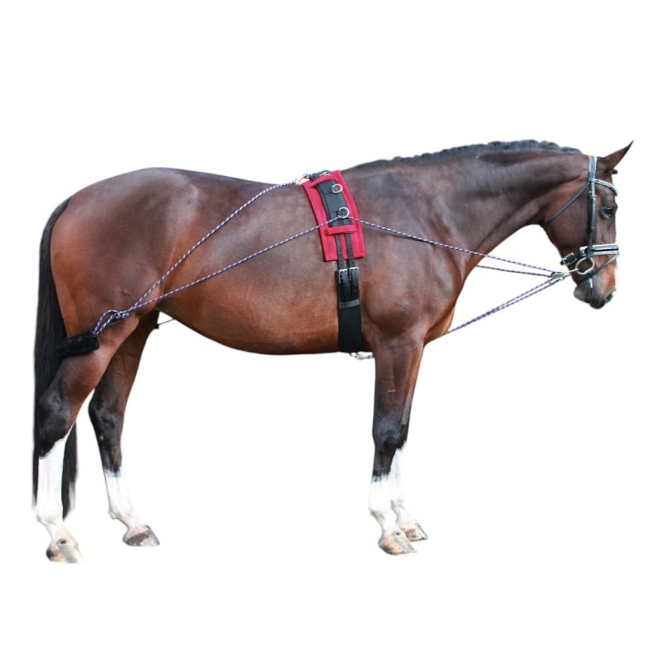Lunging training system.jpg