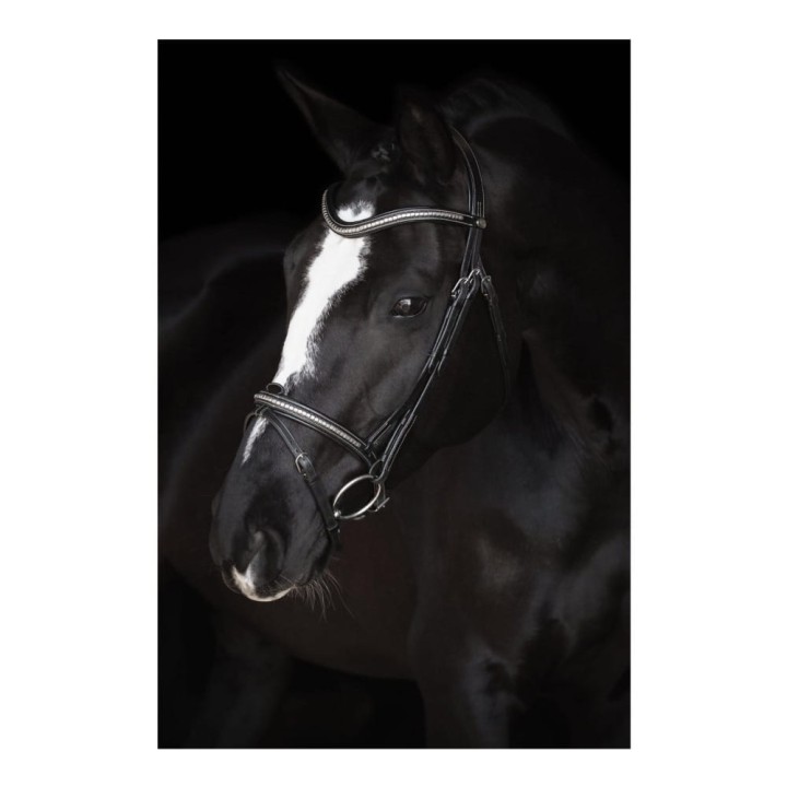 26201_horse.jpg