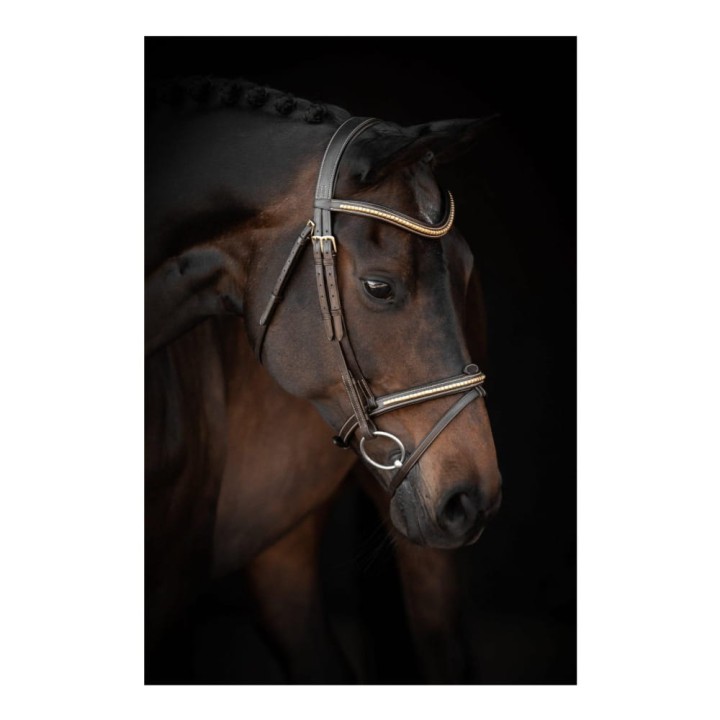 26105_horse.jpg