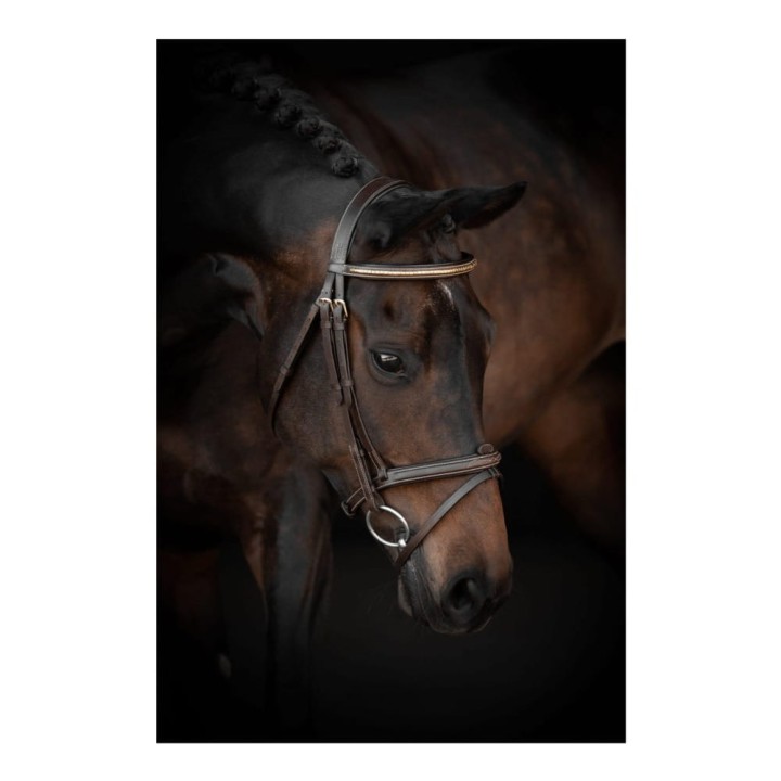 26305_horse.jpg