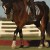16C-MSB-C-sixteen-cypress-mesh-tendon-boot-cognac8.jpg