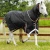 Titan-300-Turnout-Rug-Black-1_89611eee-6f11-4052-80b9-3a7c812e4865-570379_1600x.webp