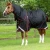 buster-420-black-1_1600x.webp