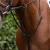 Running-Martingale-dark-havana-1_1600x.webp