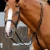 Santadi-Adjustable-Running-Martingale-Black-2_b207ca4a-fbea-42ac-806d-d1675c8b2788_1600x.webp