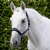 duco-head-collar-with-lead-rope-navy-1_0fb01a8e-7587-4ba8-adc9-5a35cd6fda4b_1600x.png