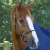Hennaroso-Rolled-Anatomic-Leather-Headcollar-Brown-1_1600x.png