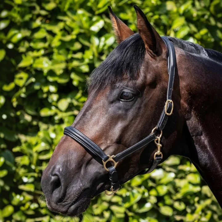 Padded-Leather-Head-Collar-Black-1_1600x.png