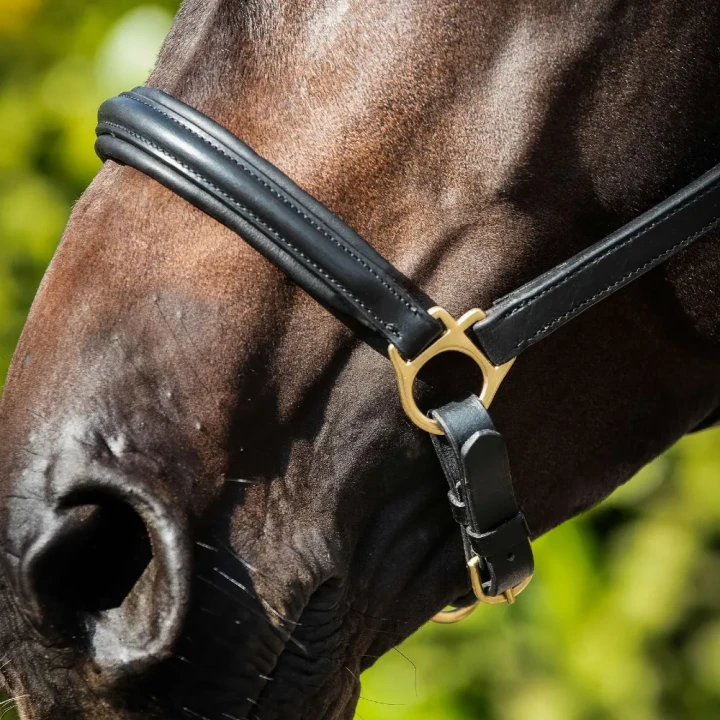 Padded-Leather-Head-Collar-Black-4-588386_1600x.webp