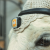 9-Horse-Front-Light01.png